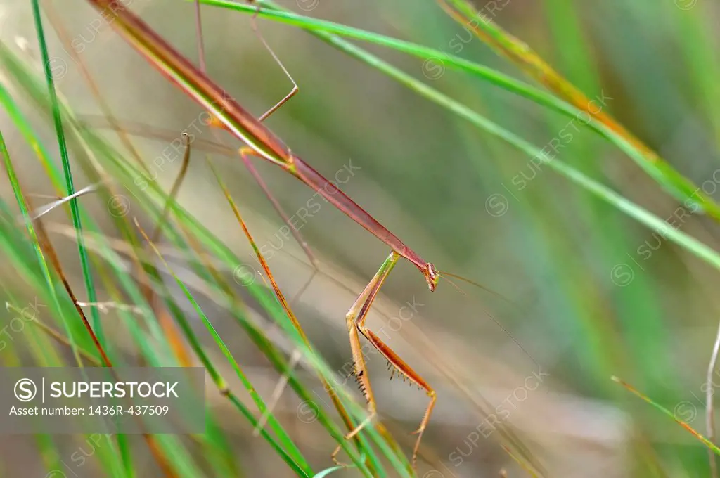 stick insect, Phasmatodea