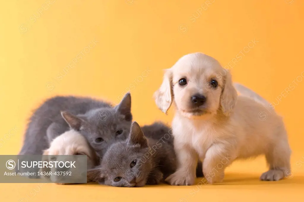 Two Russian Blue Kittens and Two Dachshund Puppies