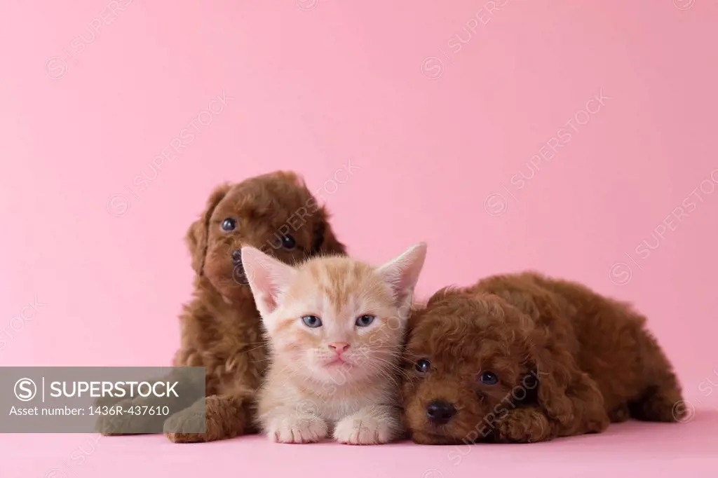 American Shorthair Kitten and Two Toy Poodle Puppies