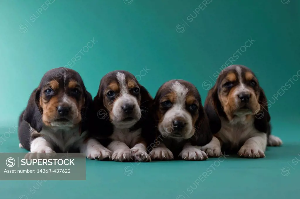 Four Basset Hound Puppies