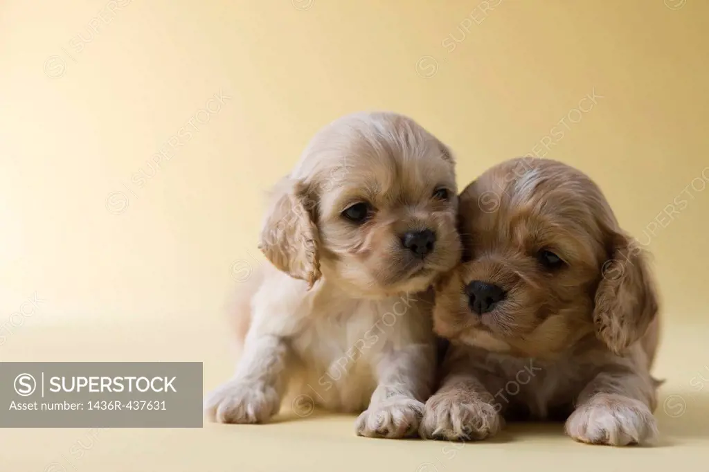 Two American Cocker Spaniel Puppies
