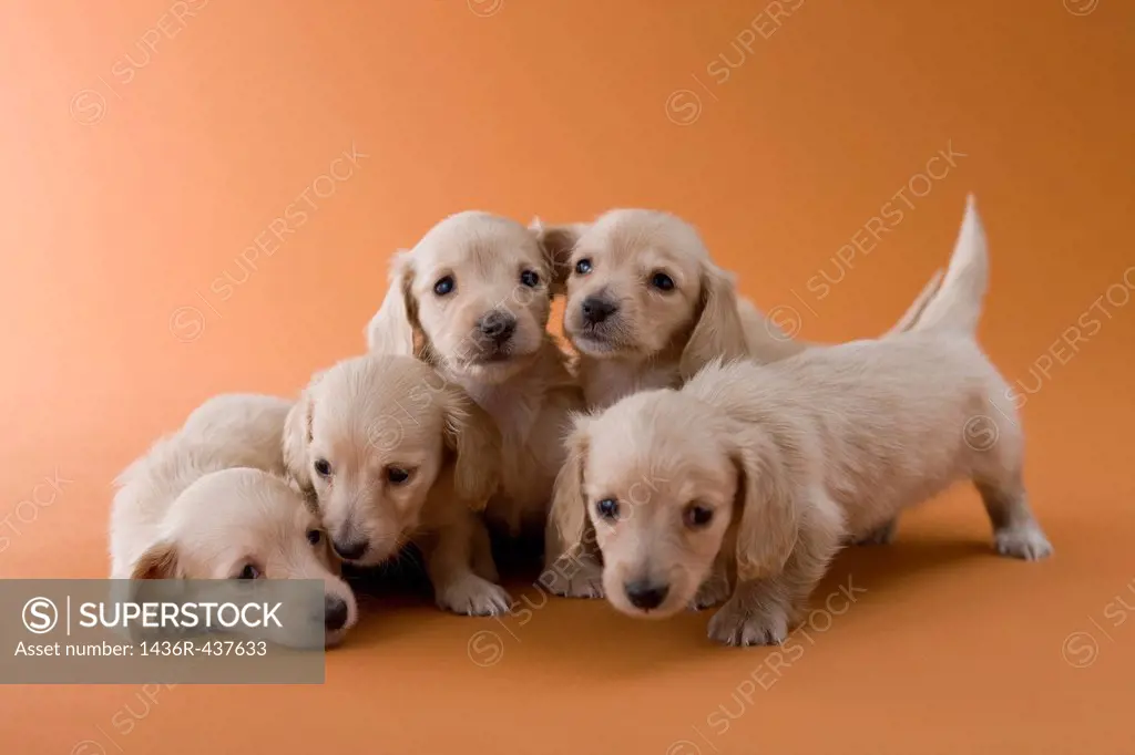 Five Dachshund Puppies