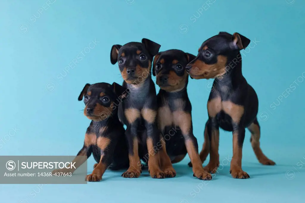 Four Miniature Pinscher Puppies