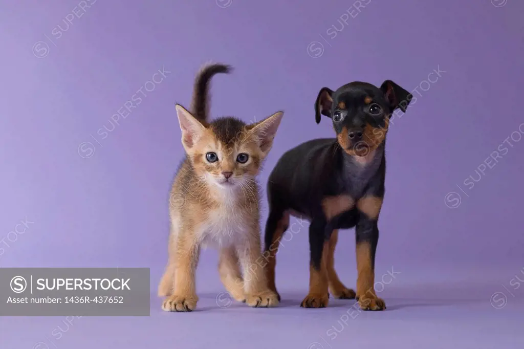 Abyssinian Kitten and Miniature Pinscher Puppy