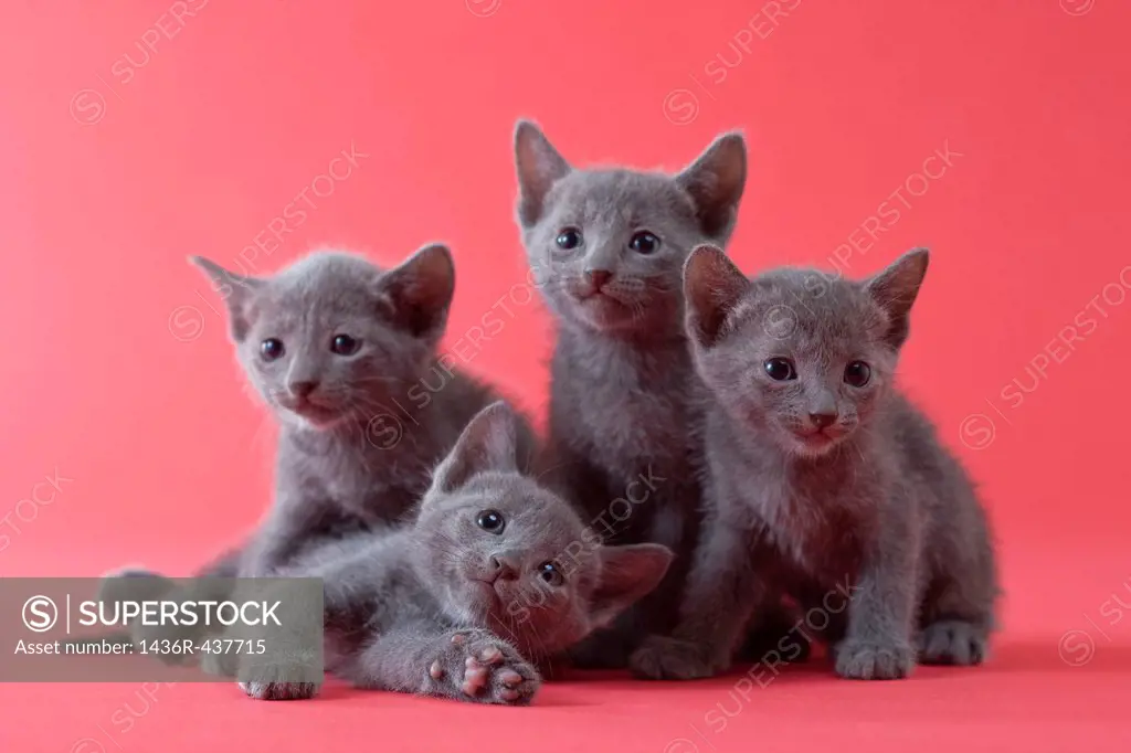 Four Russian Blue Kittens