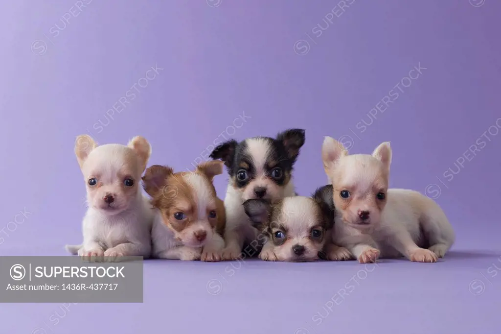 Five Chihuahua Puppies