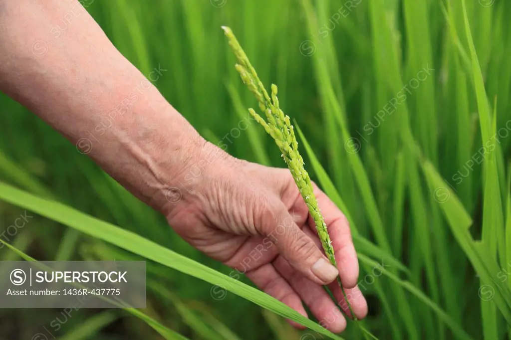 Farmer Holding Ears of Rice