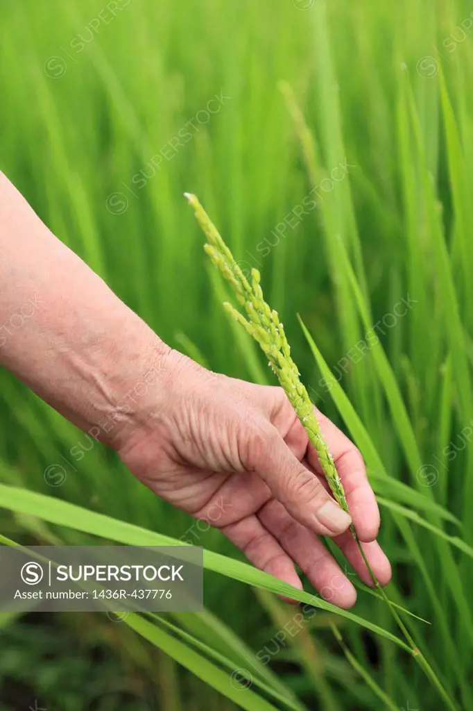 Farmer Holding Ears of Rice