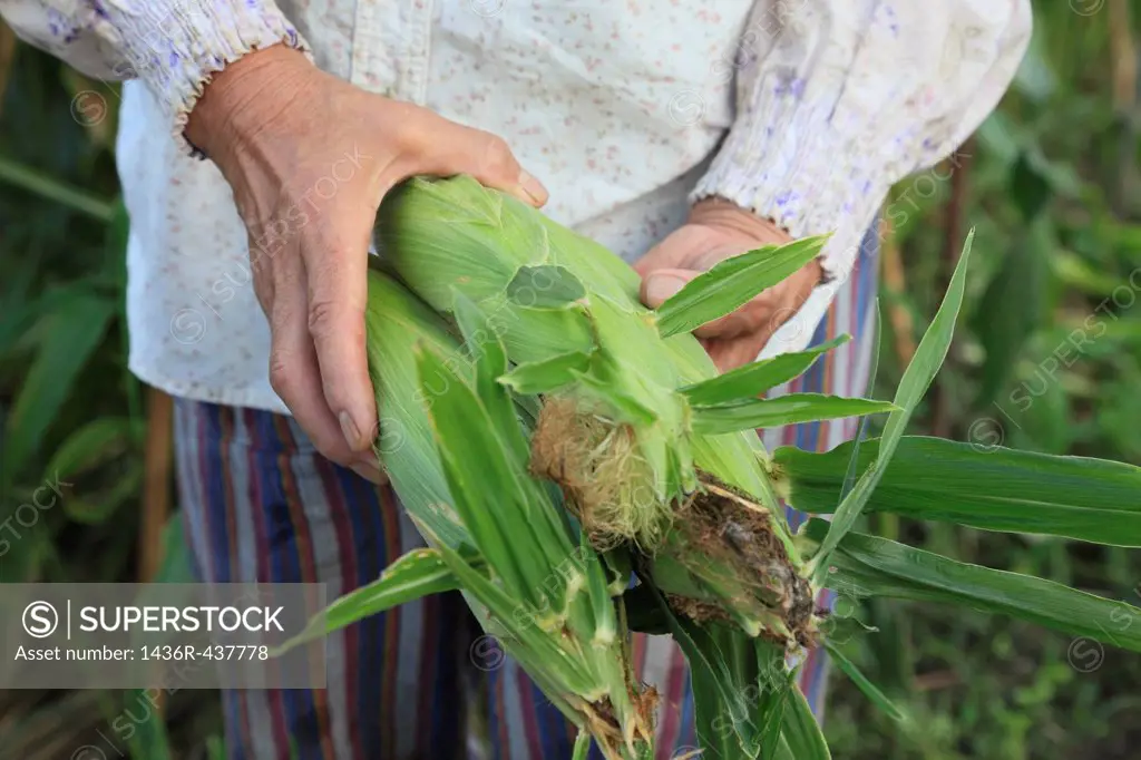 Farmer Holding Ears of Corn
