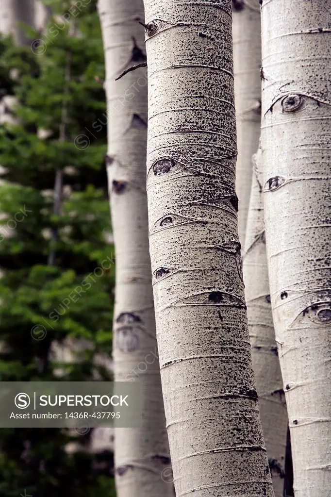 Tree Patterns - Rocky Mountain National Park - Estes Park, Colorado USA