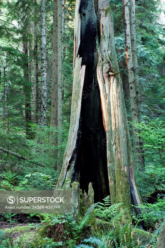 Fire damaged Tree - South Whidbey Island State Park - Whidbey Island - Washington, USA