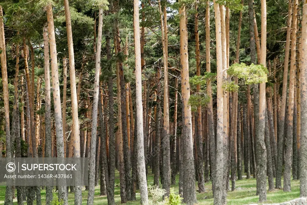 Forest of common pine in Orea, Guadalajara, Spain