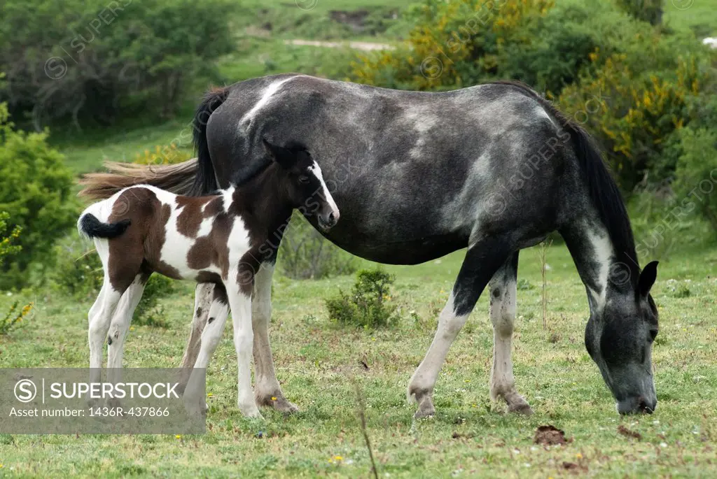 mare and foal grazing in the meadow, Guadalaviar, Teruel, Spain
