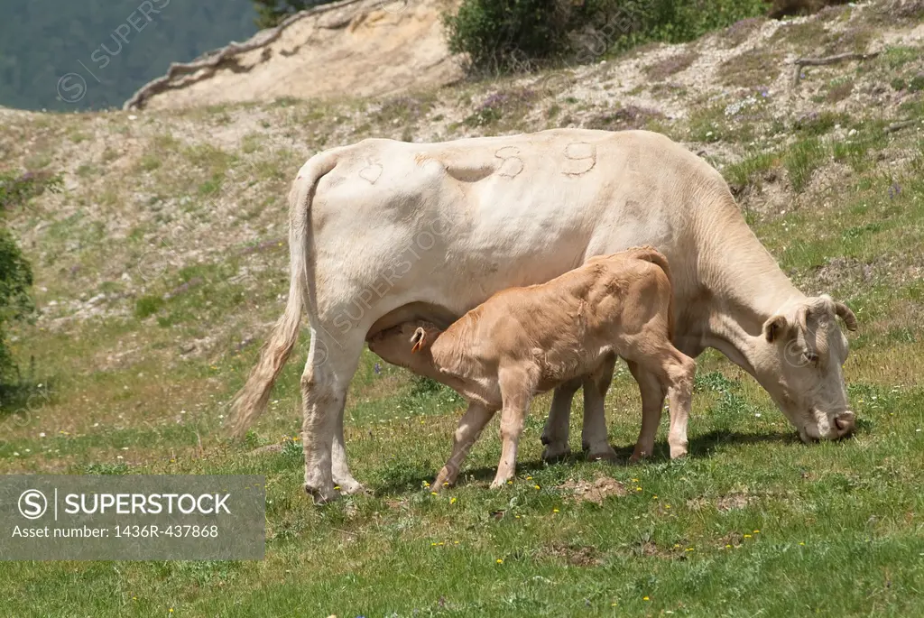 lactating cow to calf in the pasture, Guadalaviar, Teruel, Spain
