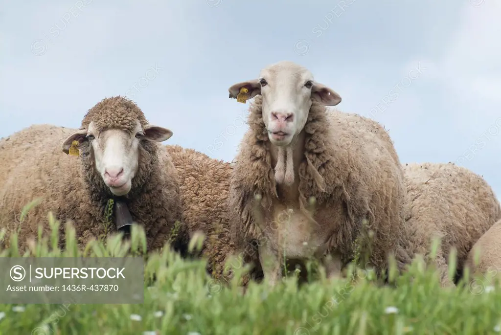 sheep grazing in the meadow, Guadalaviar, Teruel, Spain