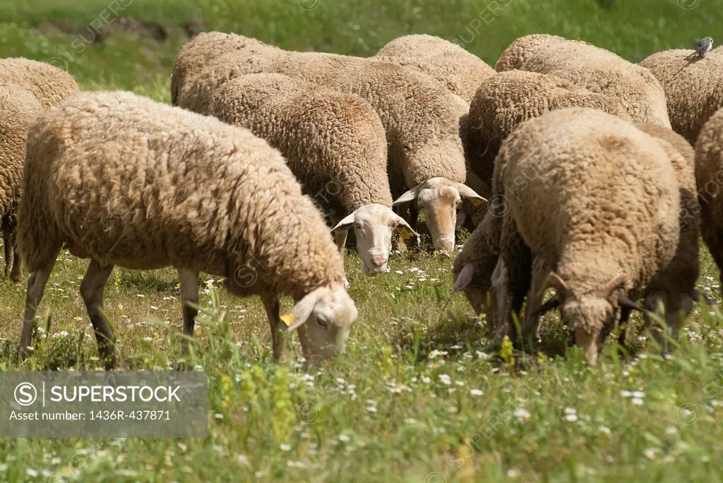 sheep grazing in the meadow, Guadalaviar, Teruel, Spain
