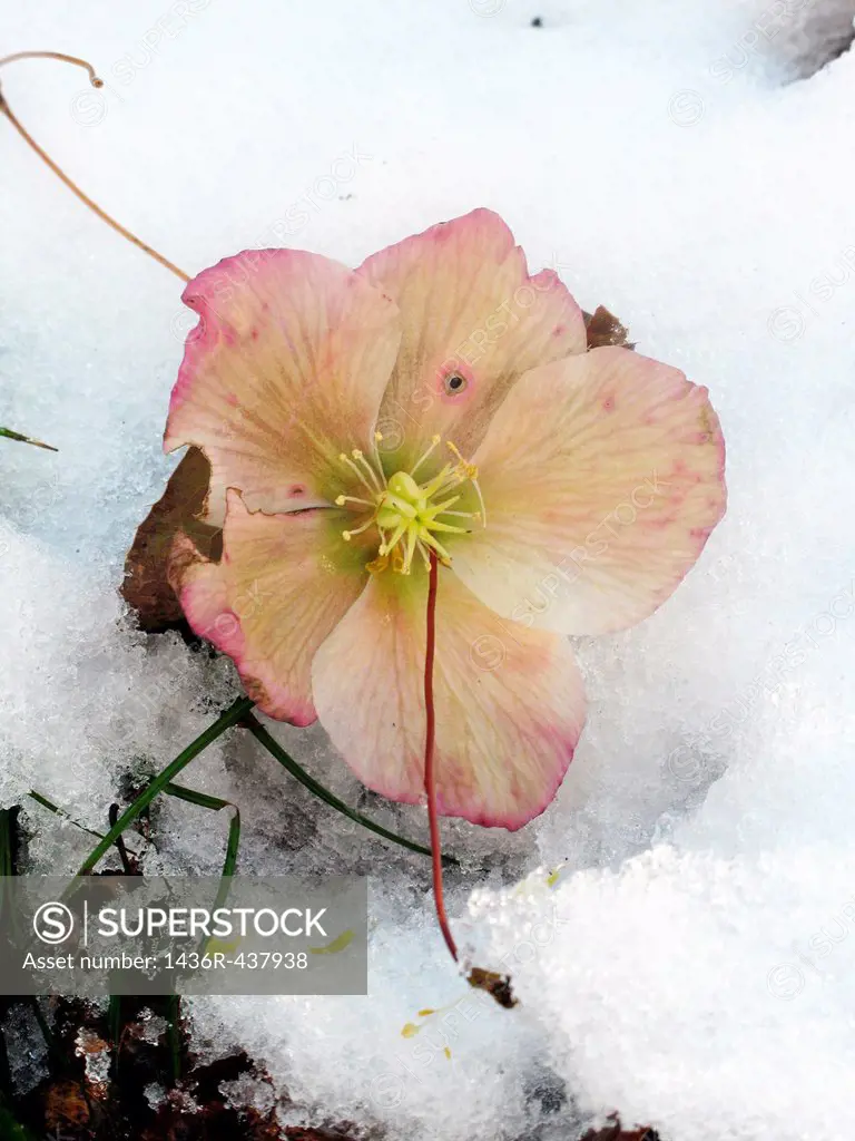 One fresh hellebore flower in spring snow cover