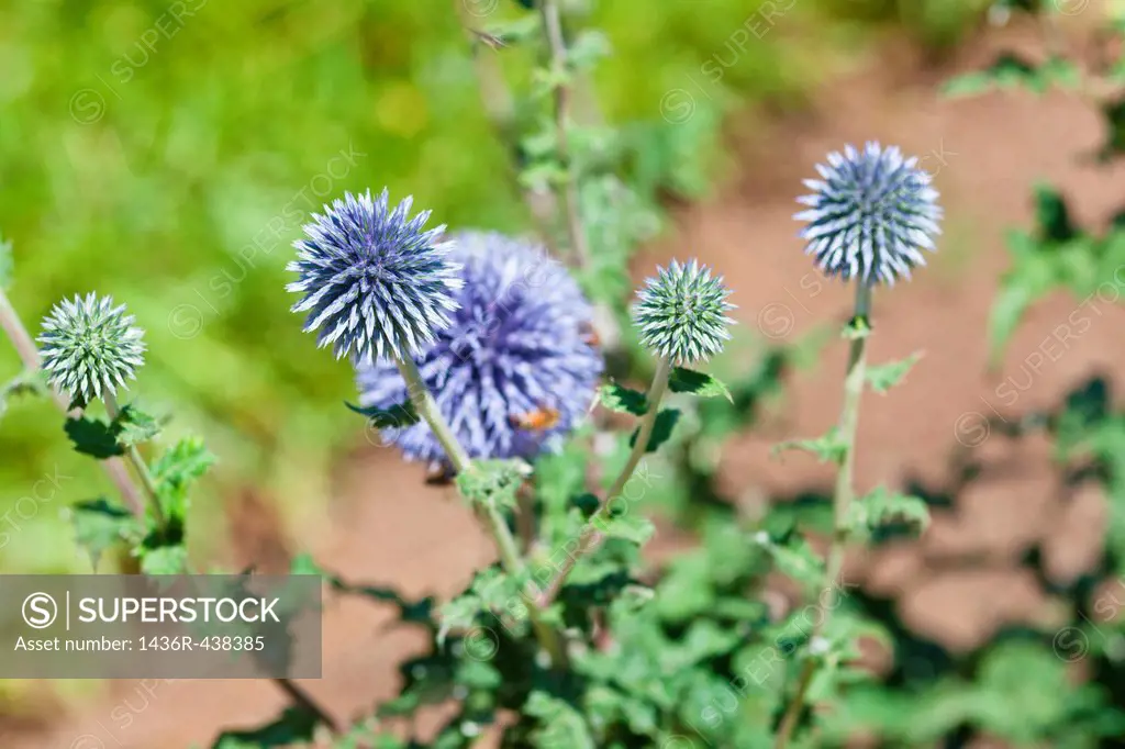 Echinops ritro is a species of globe thistle  It is native to Europe and western Asia