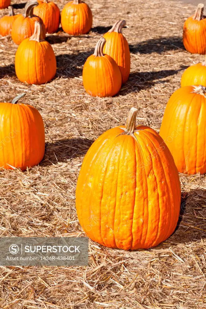 In the United States, the carved pumpkin was first associated with the harvest season in general, long before it became an emblem of Halloween