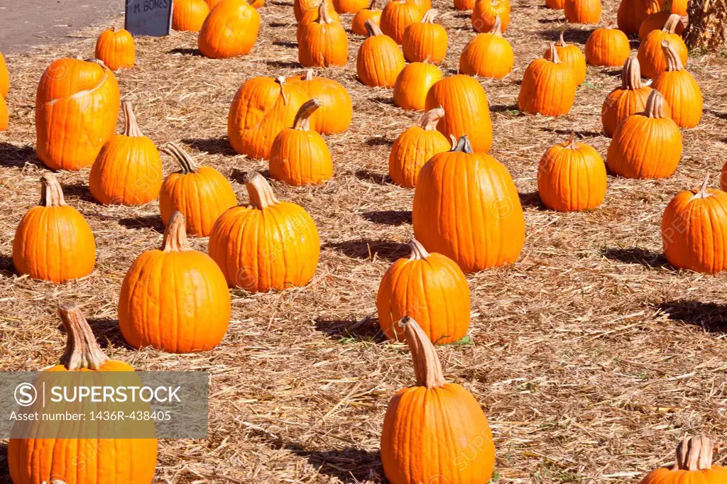 In the United States, the carved pumpkin was first associated with the harvest season in general, long before it became an emblem of Halloween