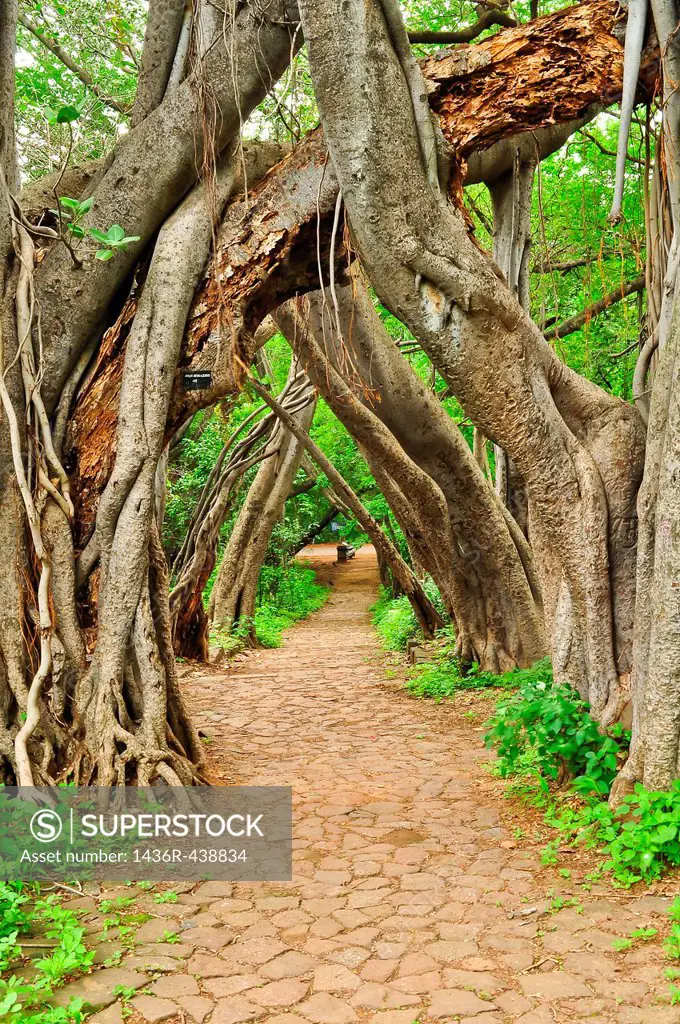 Very old Banyan Tree routes in the Pune university Poona, Maharashtra, india