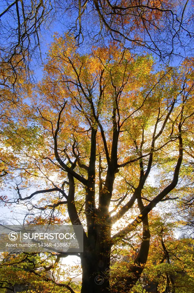 beautiful single autum tree leaning in golden colours, loughrigg tarn ,cumbria, lake district, england ,uk, europe