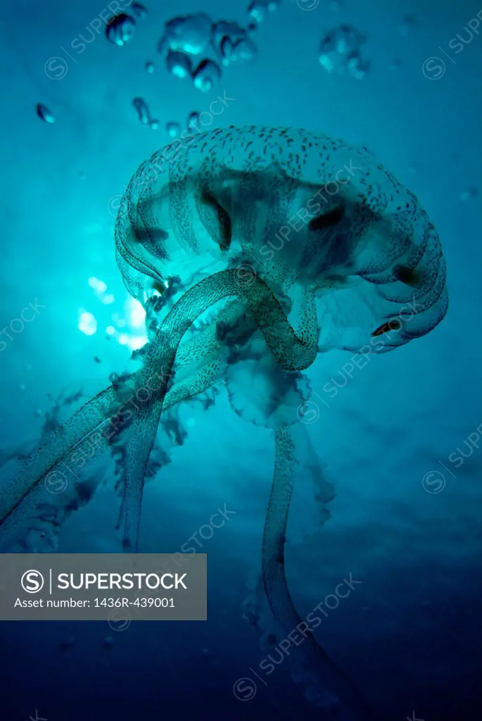 Luminescent Jellyfish Pelagia noctiluca swimming through blue waters, France.