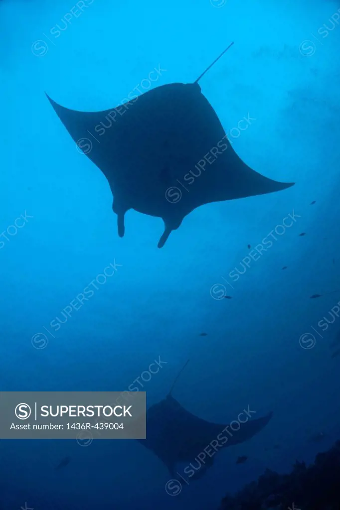 Maldives two giant manta ray manta birostris