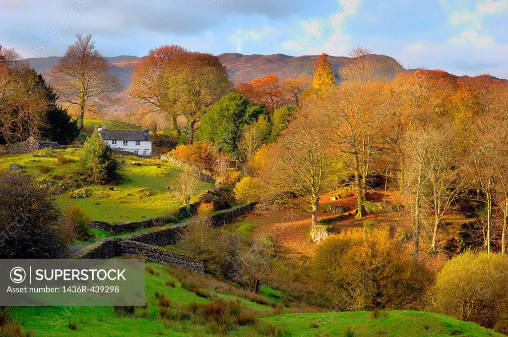 old white cottage amongst autumn trees late afternoon ,loughrigg tarn, lake district, cumbria, england ,uk