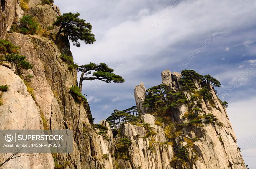 Pine trees growing on rock of Beginning to Believe Peak at Yellow Mountain Huangshan China