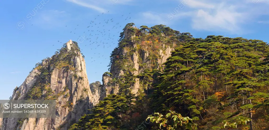 Pine trees and birds flying around Beginning to Believe Peak at Yellow Mountain Huangshan China