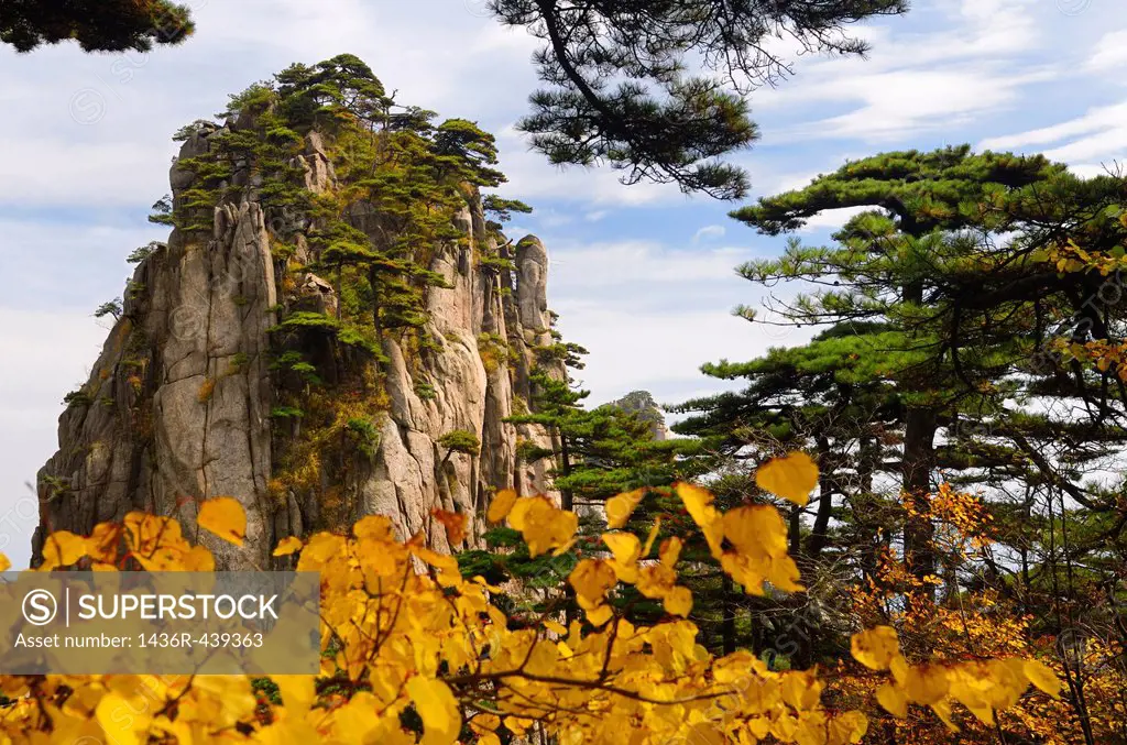 Pine trees and yellow Fall leaves at Stalagmite Peak on Huangshan Mountain China