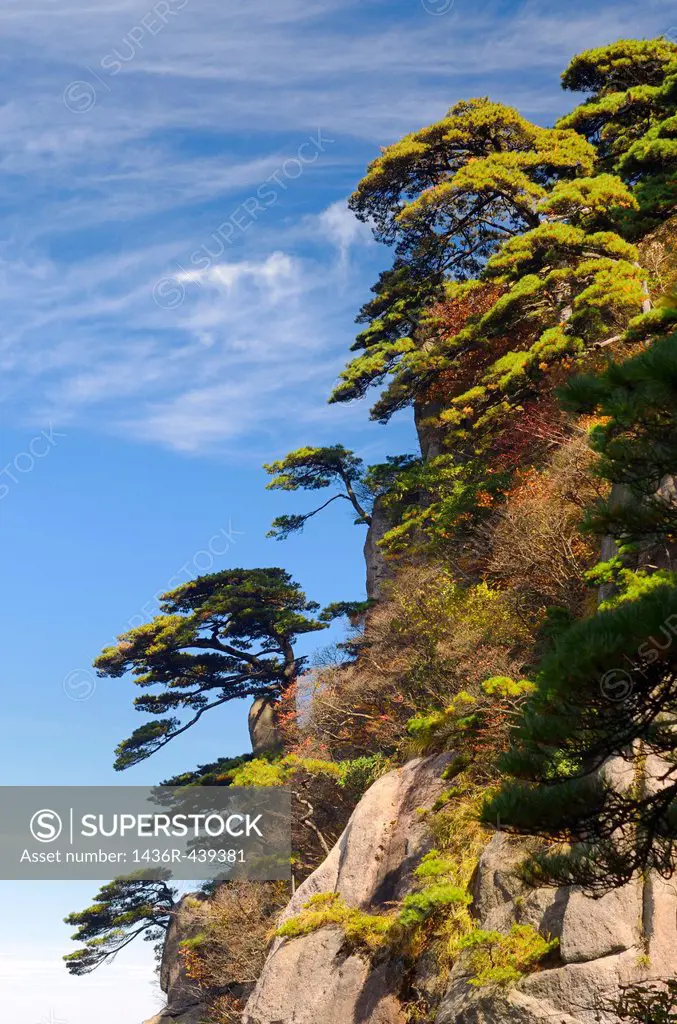 Pine trees on cliff at Beginning to Believe Peak Yellow Mountain Huangshan China