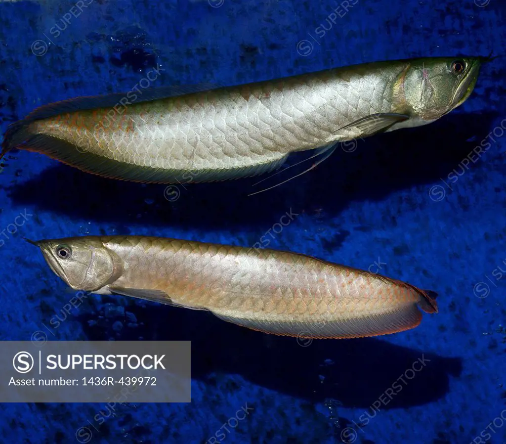 Two Silver Arowana freshwater bonytongue fish from the Amazon river in an aquarium