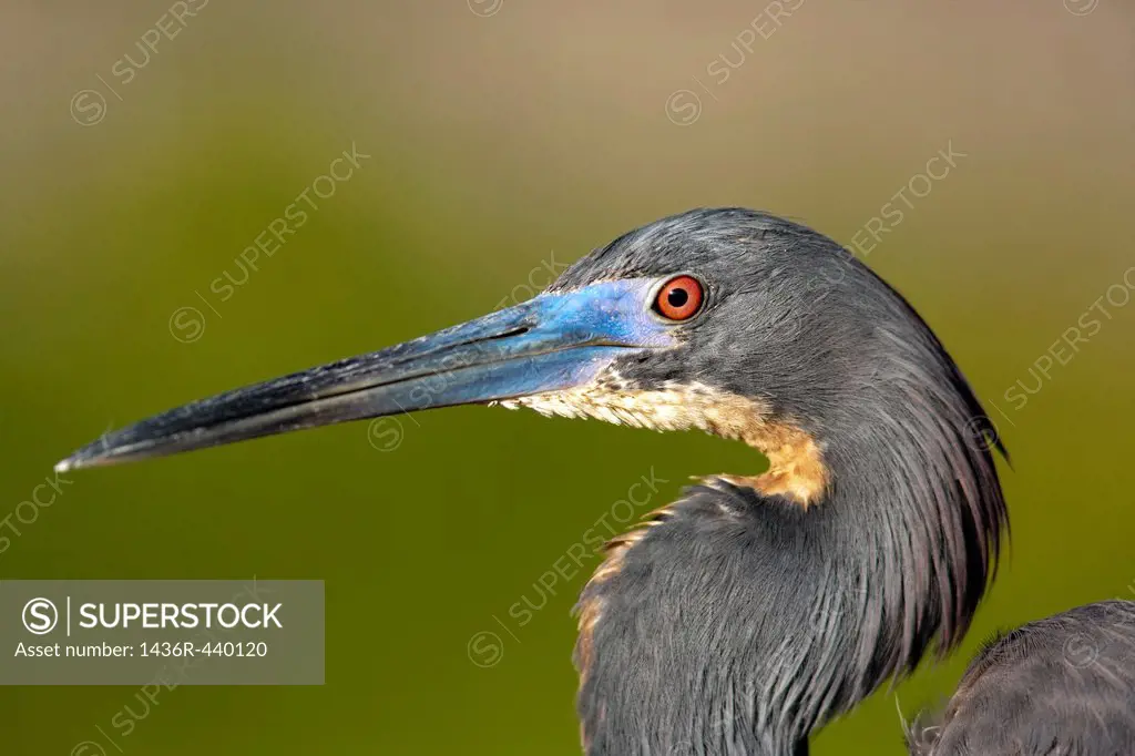 Tri-colored Heron - Green Cay Wetlands - Boynton Beach, Florida USA