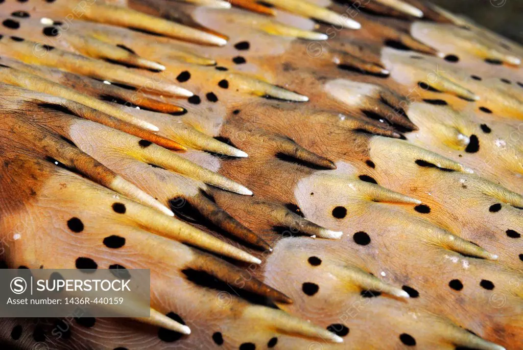 Porcupine fish (Diodon hystrix) close-up, Galapagos Islands, Ecuador