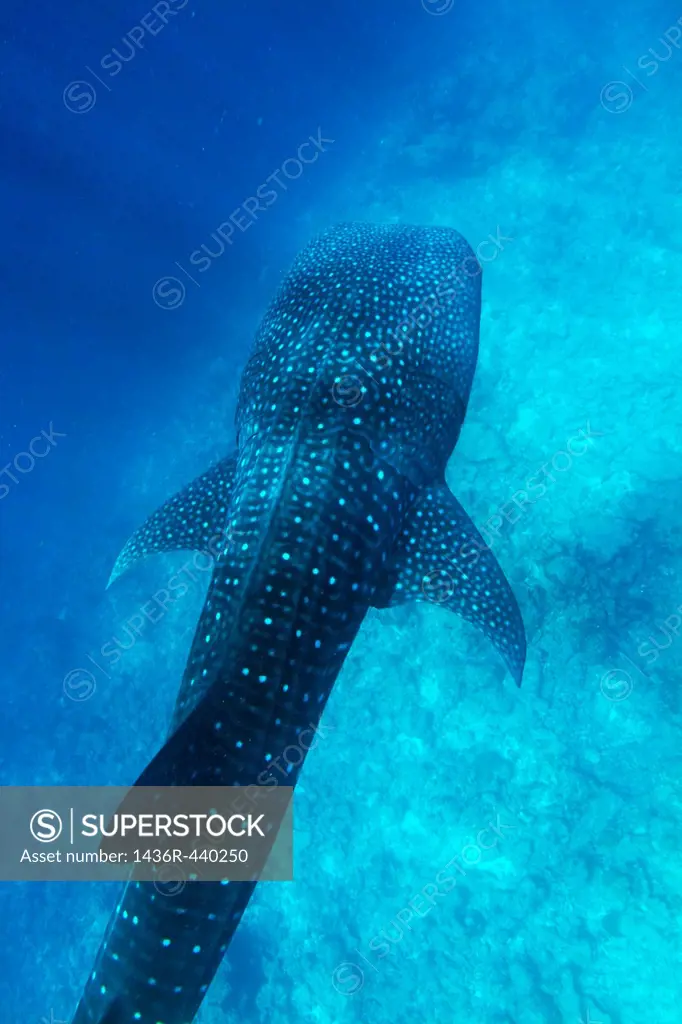 Maldives ari atoll above a whale shark rhincodon typus