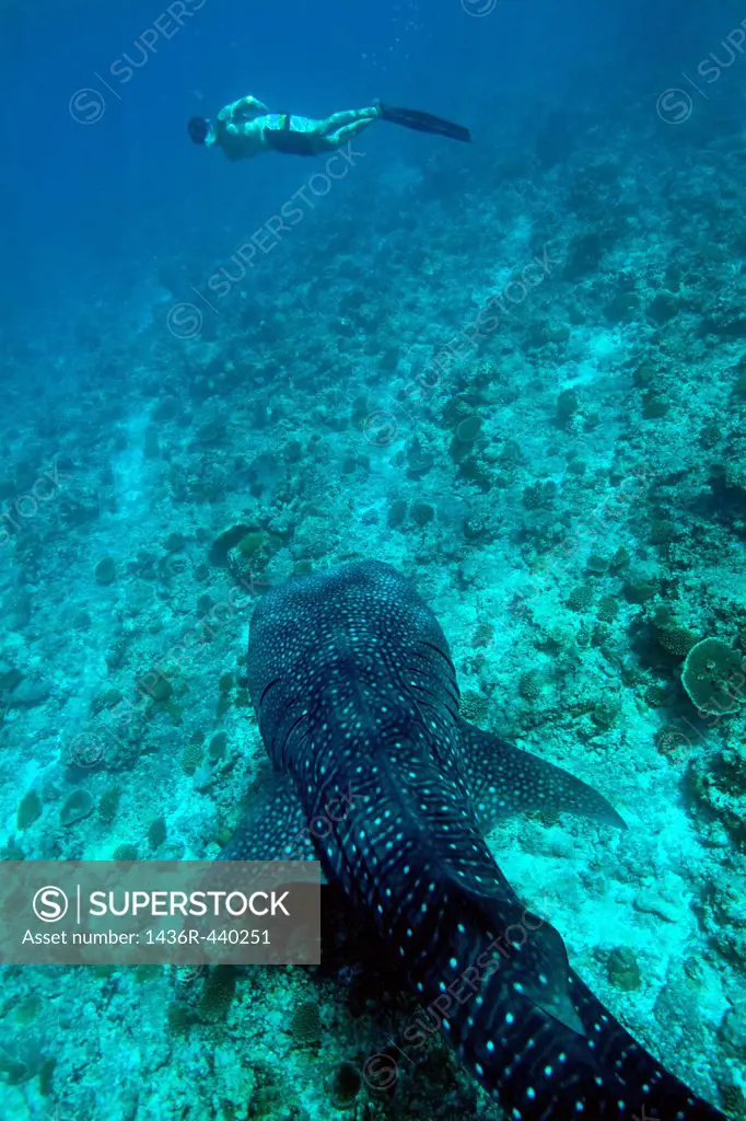 Maldives ari atoll man snorkeling with a whale shark rhincodon typus