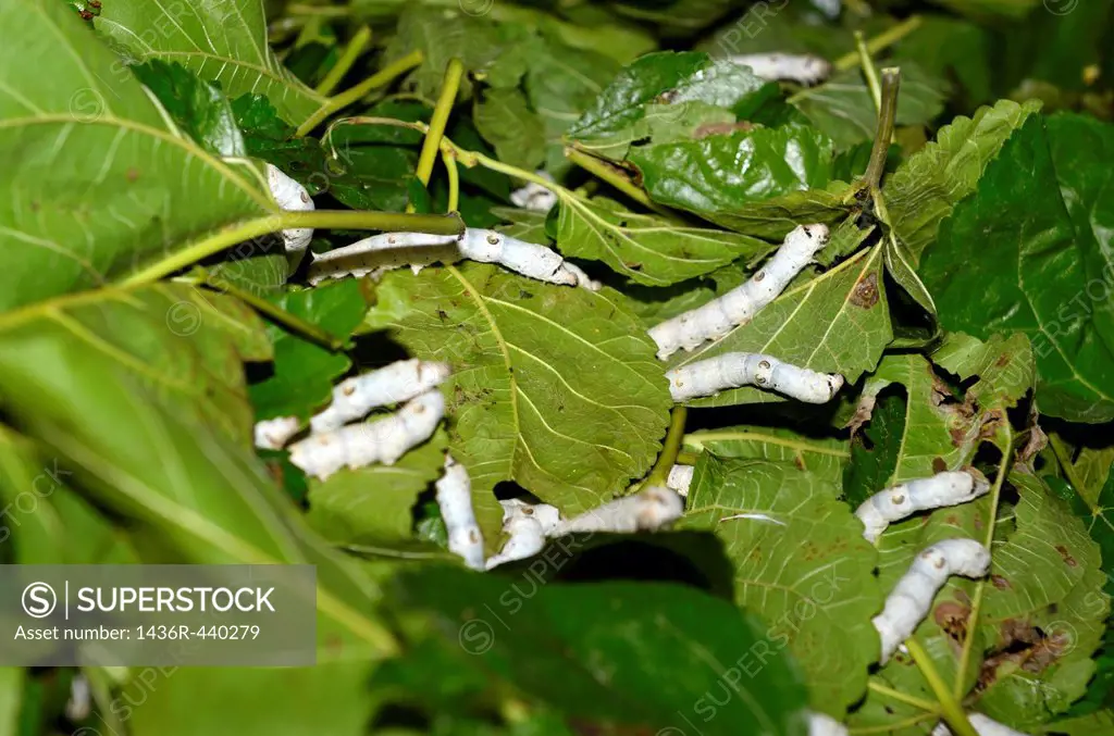 Close up of fifth instar silkworm moths on wet mulberry leaves in Hongcun China