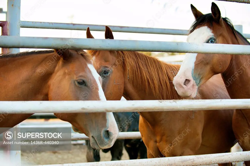 Horses in a corral