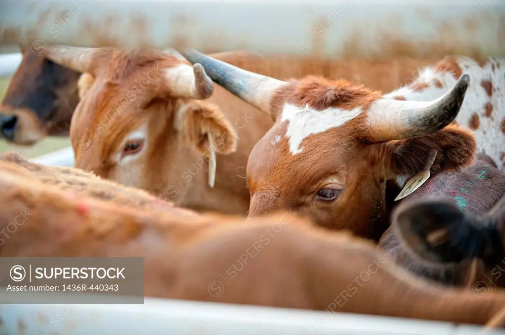 Cattle bulls