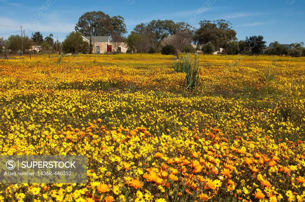 Spring flower display with African Daisies and Cape Daisies at the edge of the village Nieuwoudtville, Namaqualand, South Africa