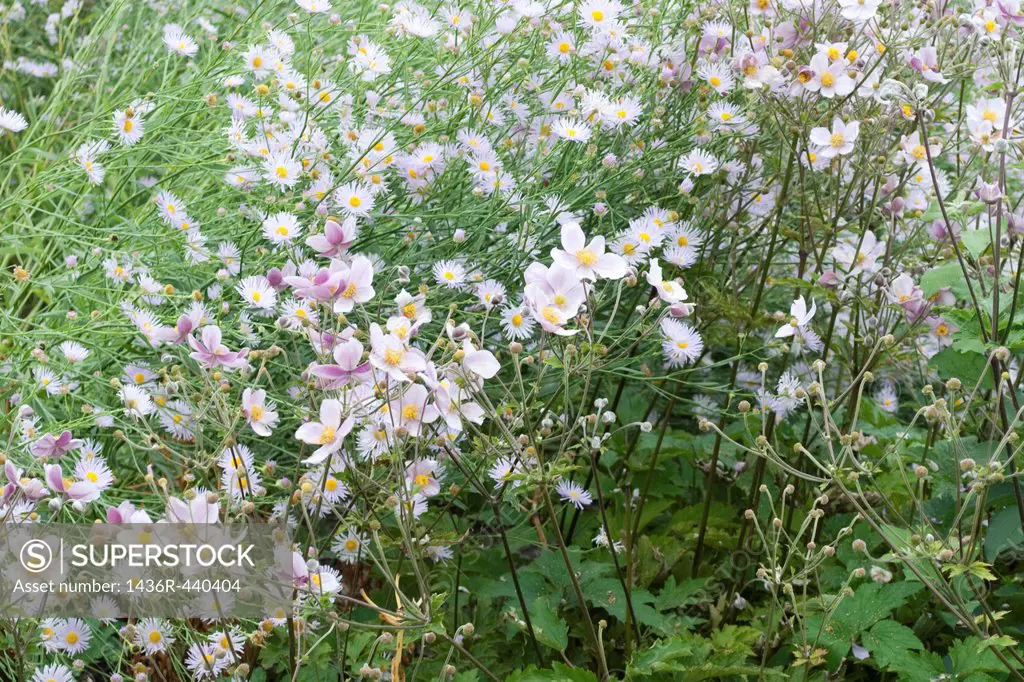 Pale lilac Asters and light pink Anenome flowers