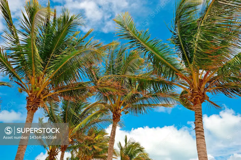 palm trees, south beach area, Ocean Drive, Miami, Florida, USA