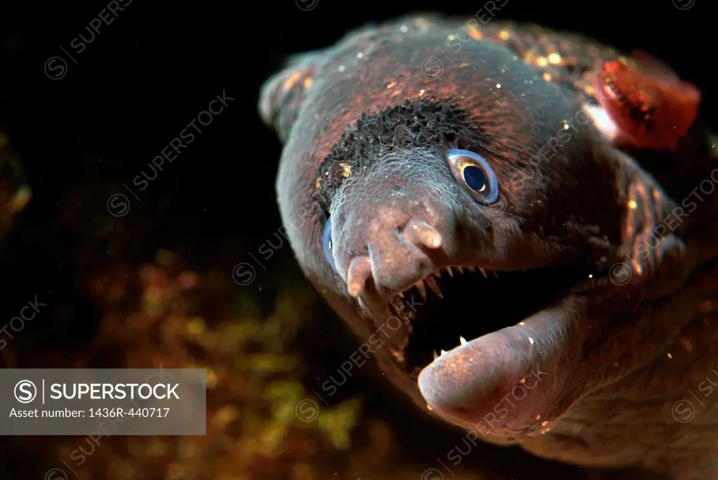 Head of a moray eel muraena helena