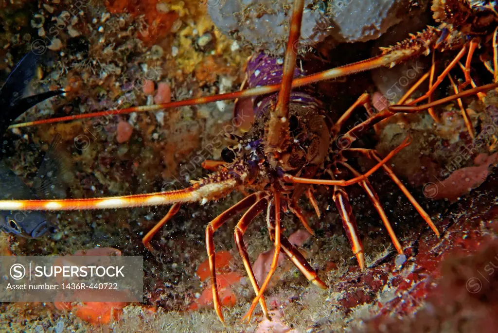 Two spiny lobsters panulirus elephas searching for food by night