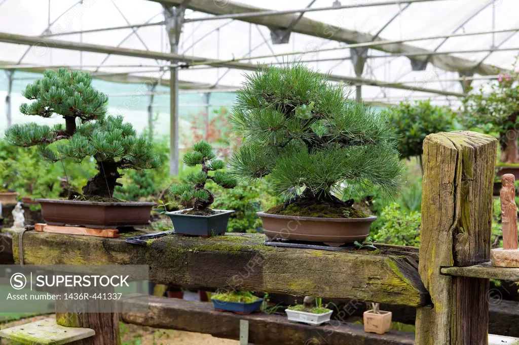 Coniferous Bonsai in the greenhouse