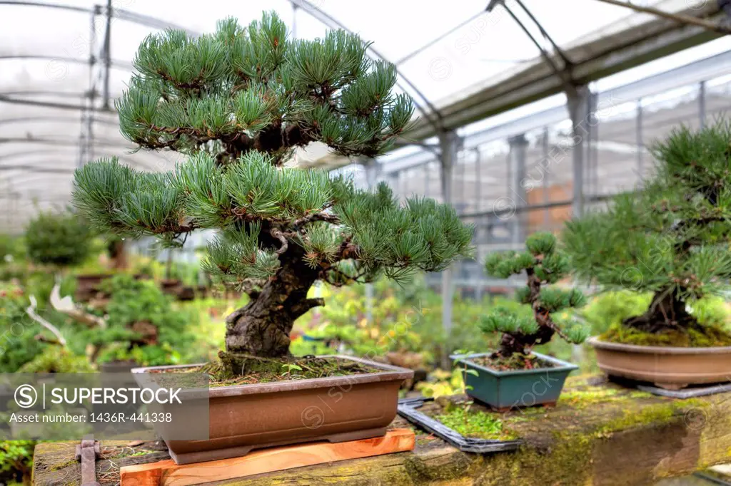 Coniferous Bonsai in the greenhouse