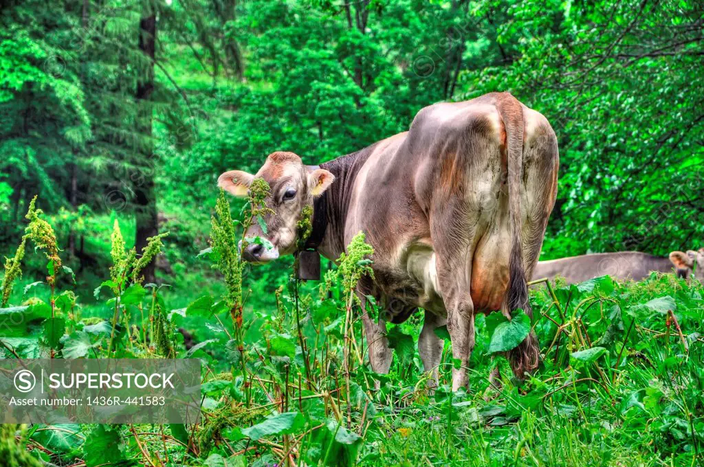 Cow in the green forest