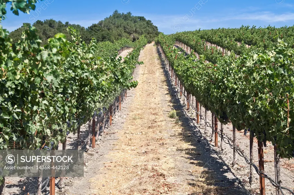 Grape vines climb the rolling hils of a Paso Robles vineyard